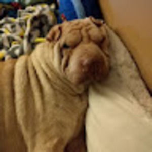 Meet your Posher, Allana